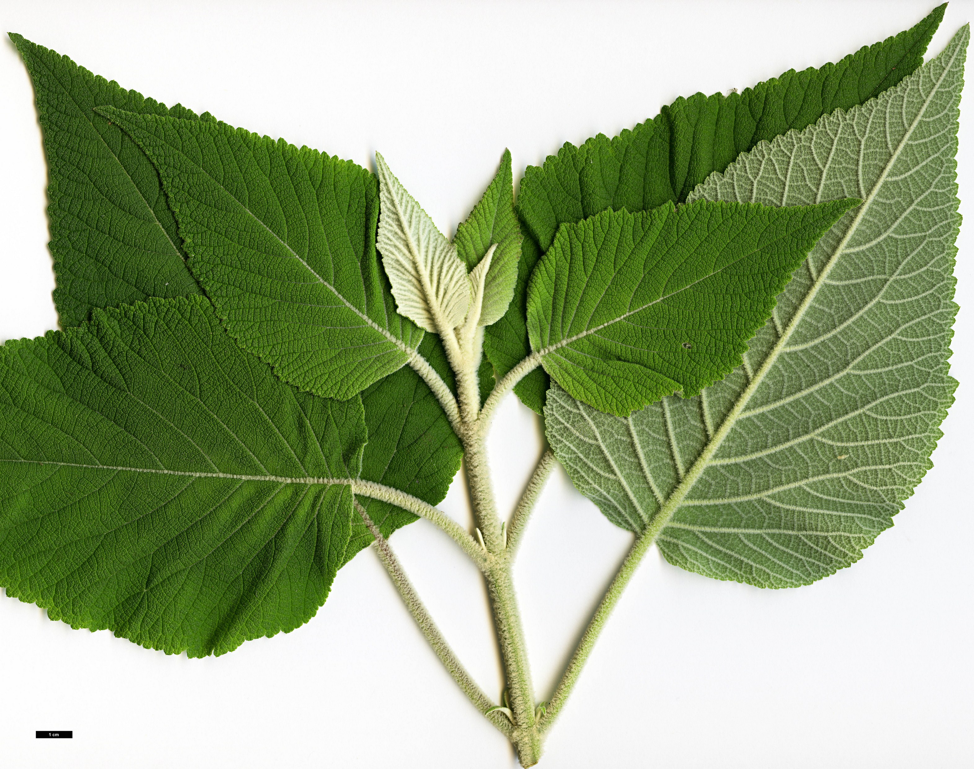 High resolution image: Family: Lamiaceae - Genus: Colquhounia - Taxon: coccinea